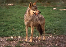 Abruzzo – National Park –  The wolf